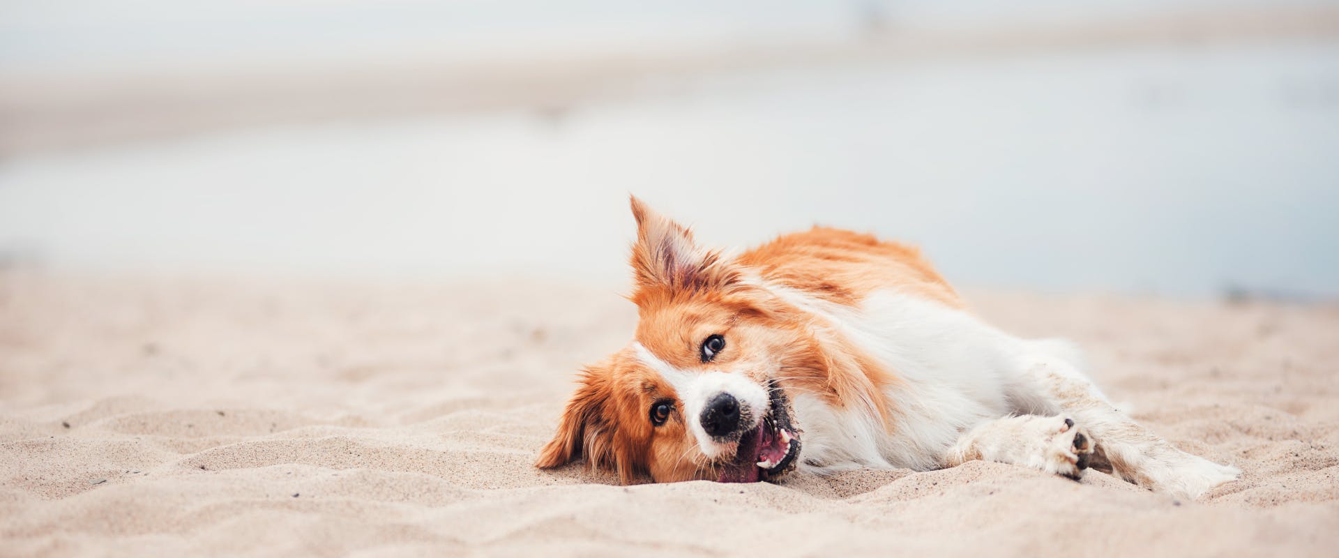 a happy tired dog lies on a sandy dog-friendly Santa Cruz beach