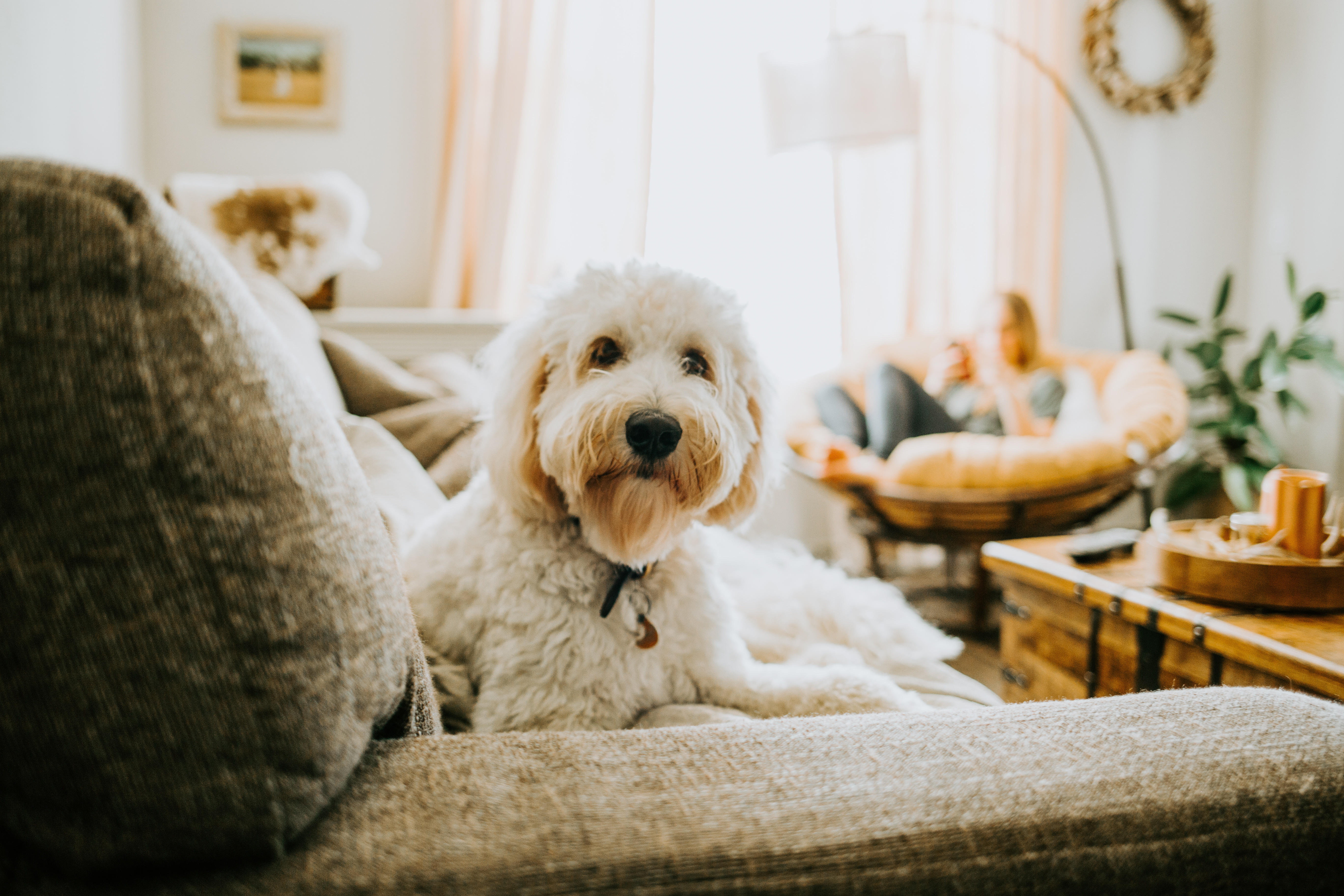 Shaggy white dog sitting on a sofa