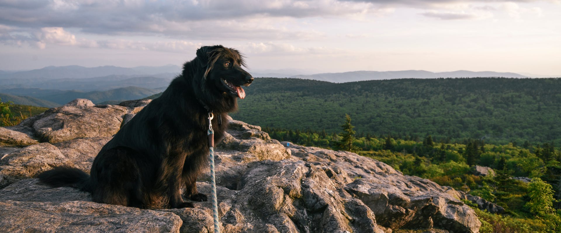 A dog on a leash sitting on a rock.