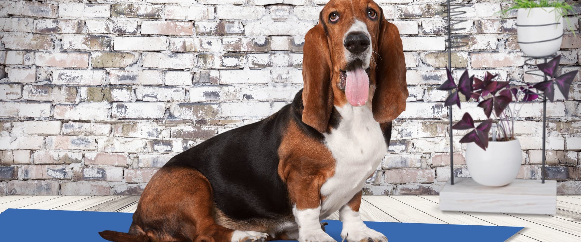 basset hound sitting on a cooling pad