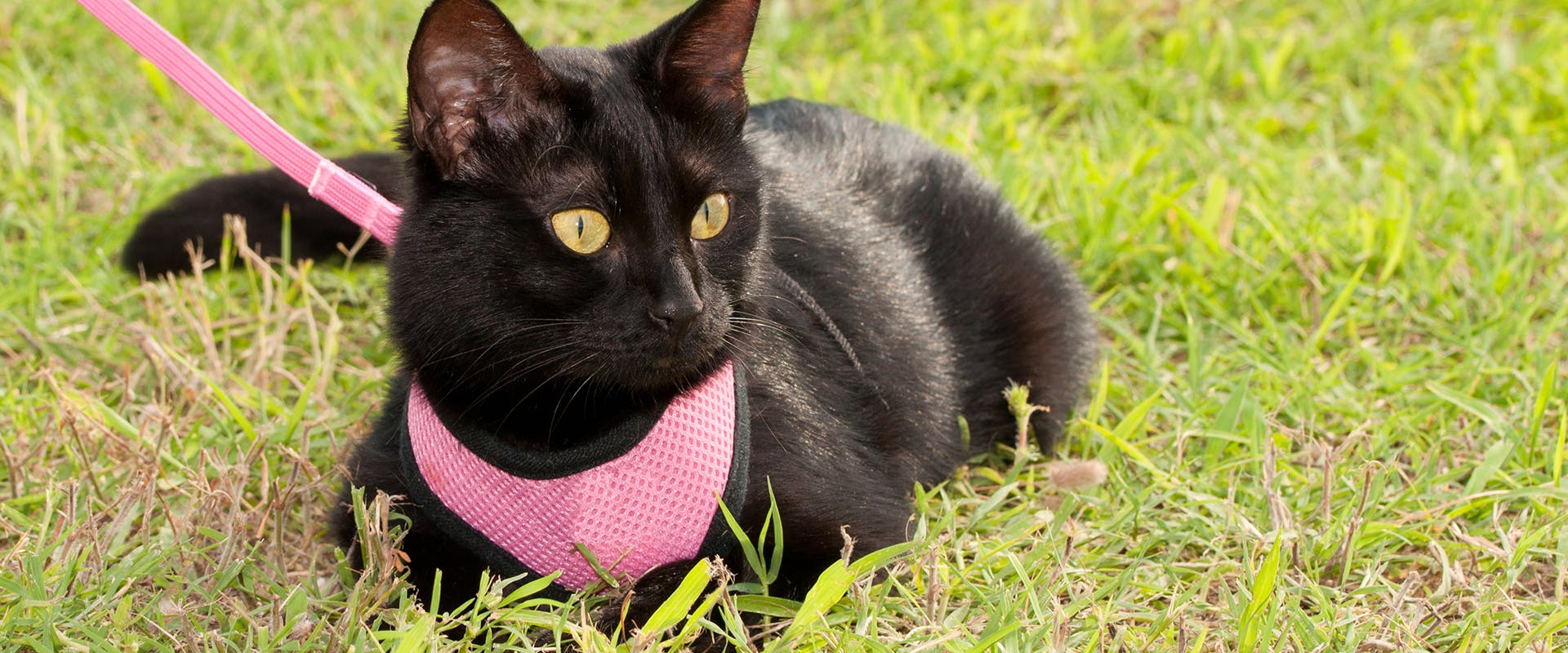 A black cat sitting down in the grass, wearing a bright pink cat harness and leash