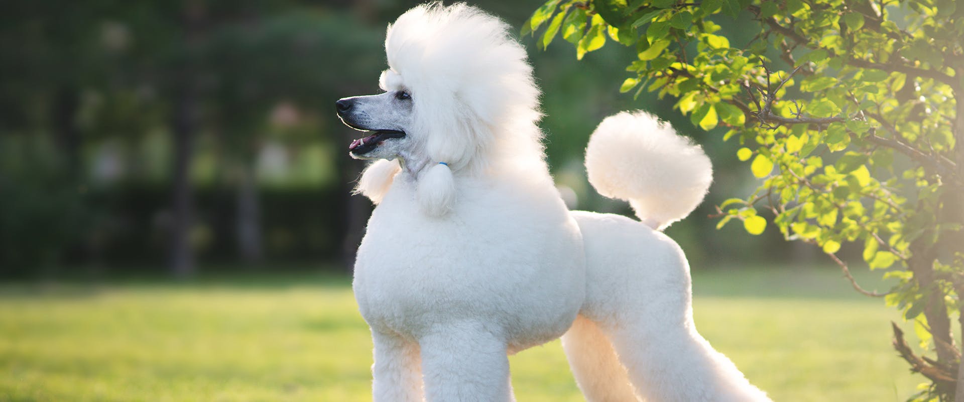 A fluffy Poodle in the park
