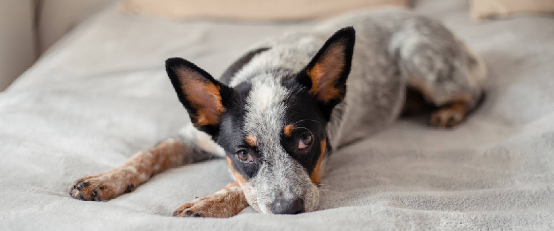 what age do cattle dog puppies ears stand