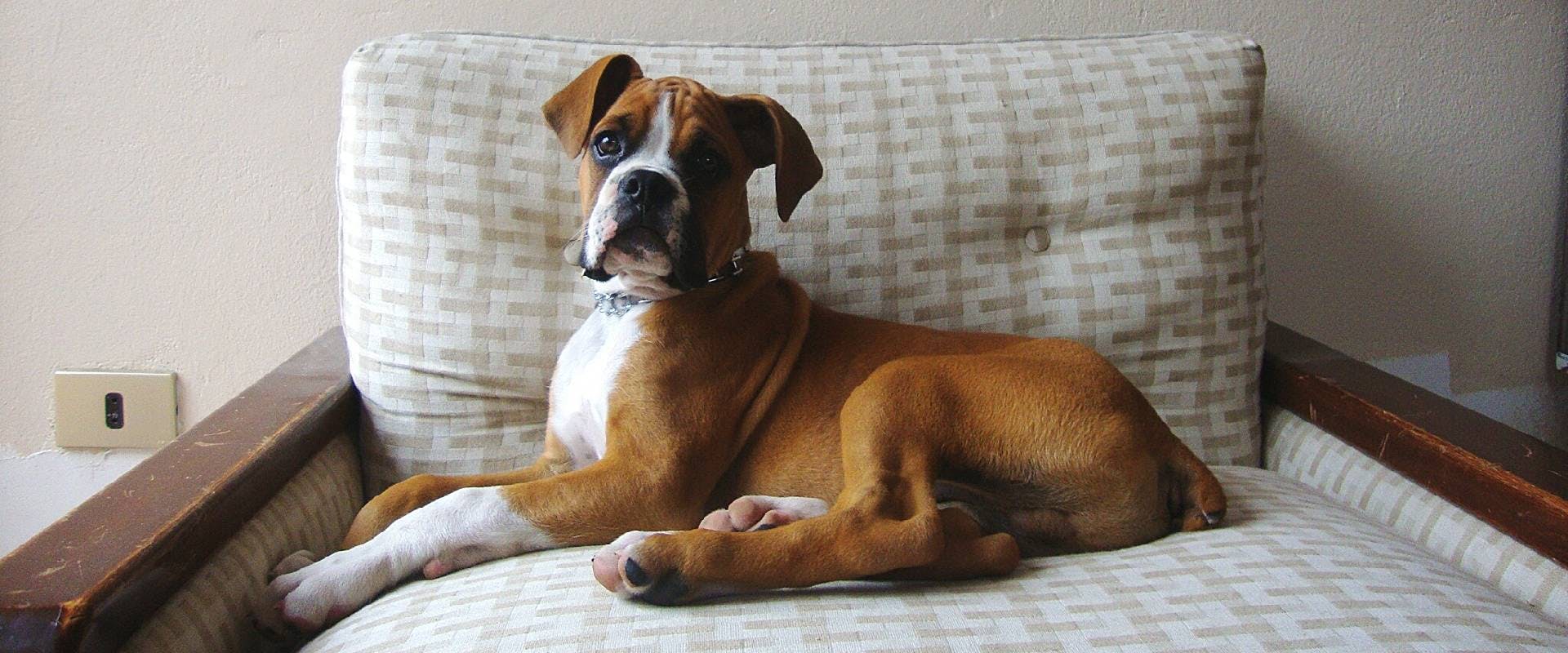 Boxer Sitting On Sofa At Home