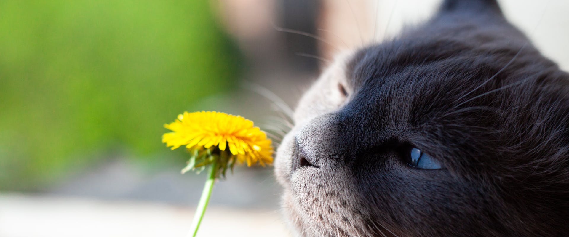 A cat sniffs a dandelion.