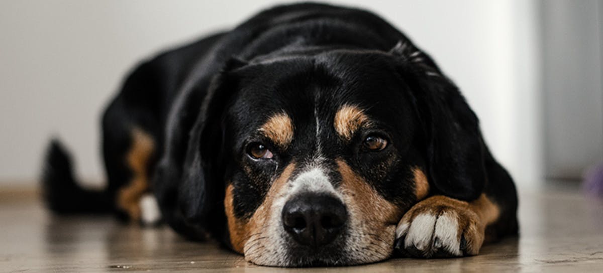 A dog laying on the ground