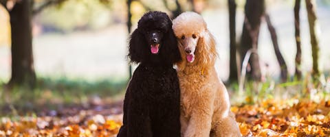 Two poodles standing on fallen autumn leaves