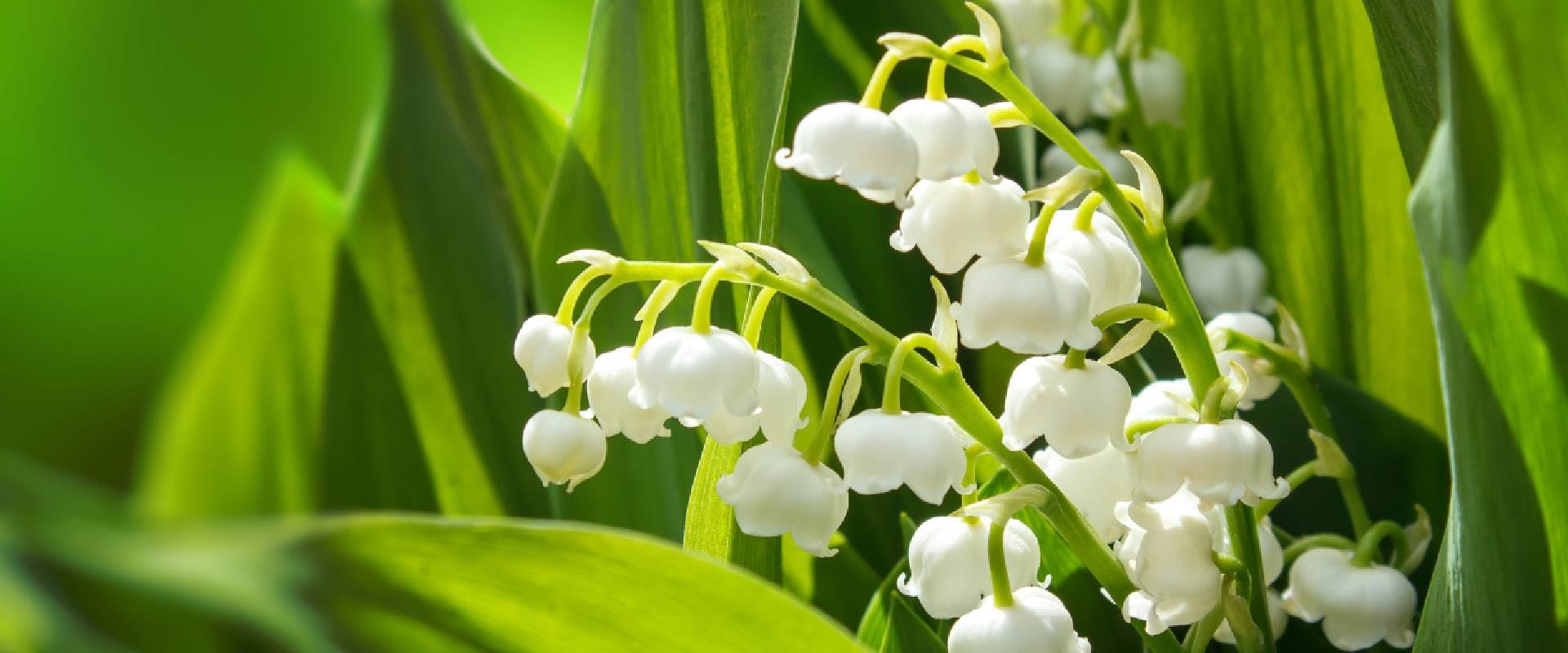 Lily of the valley plant
