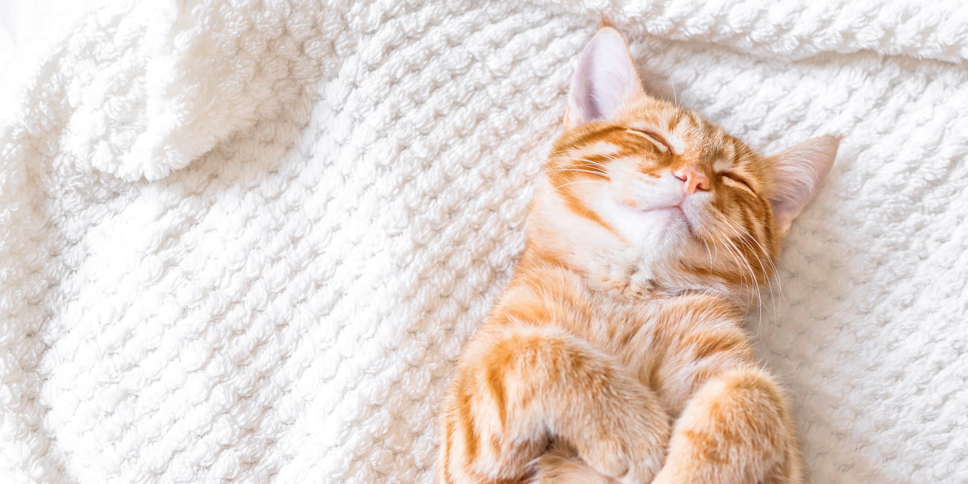 A ginger cat sleeping on a white blanket.