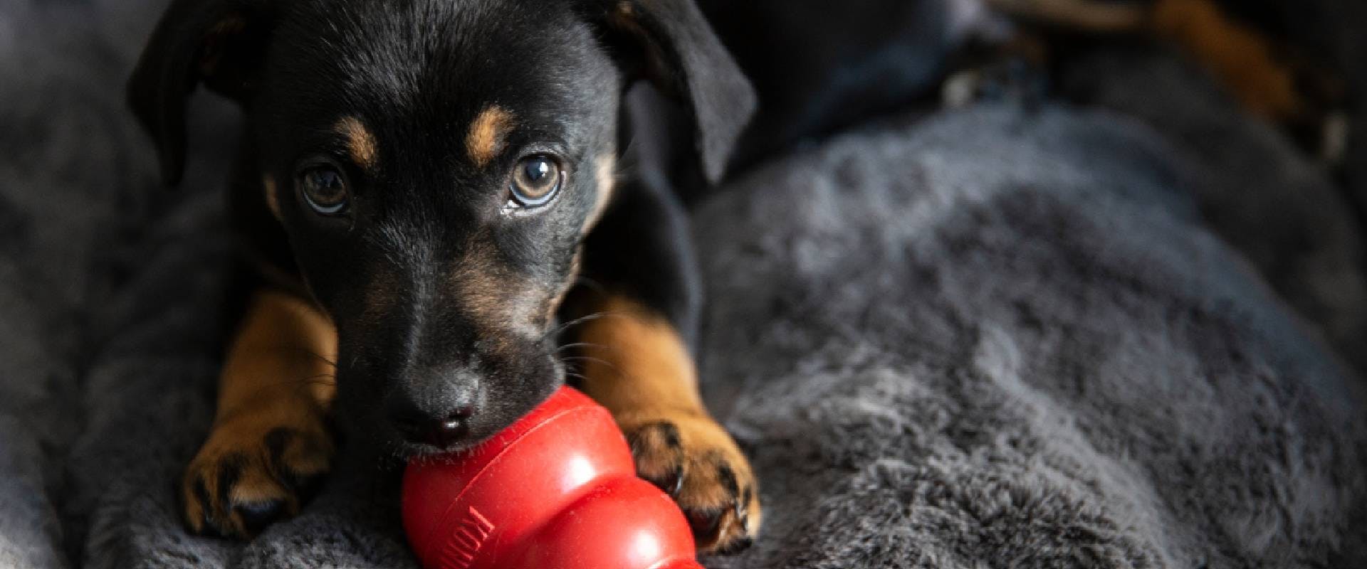 Puppy playing with a Kong ball - a stimulating dog toy