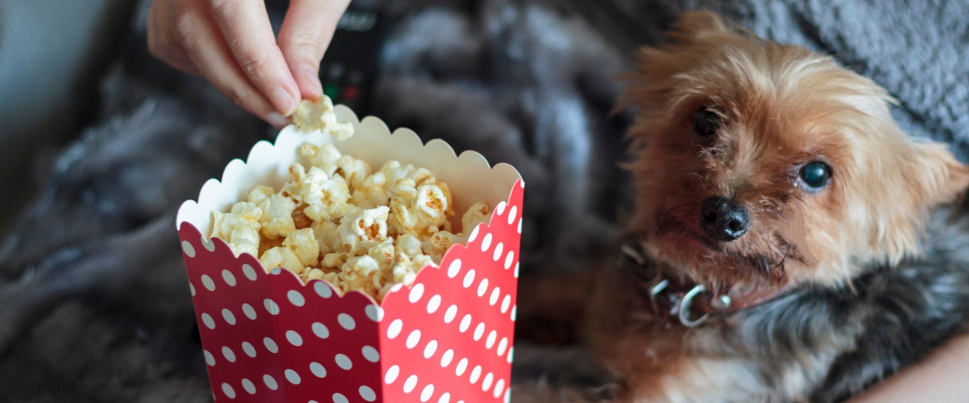 Person eating popcorns wrapped on warm blanket with Yorkshire Terrier dog