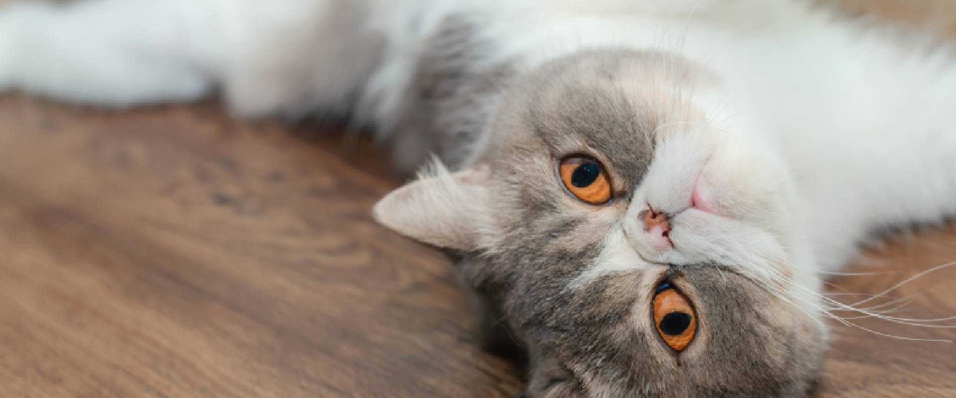 Exotic shorthair cat lying on the floor and looking camera