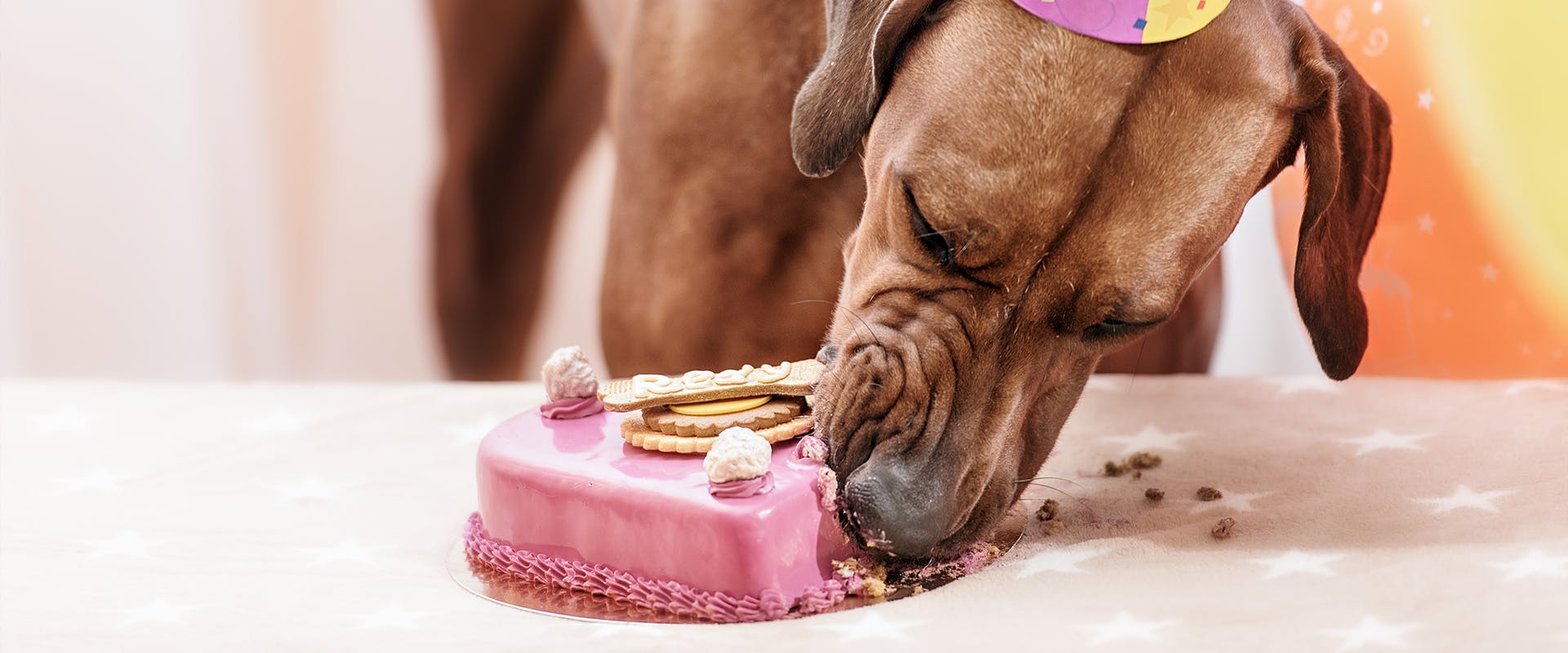 A dog wearing a party hat, eating a bright pink dog birthday cake