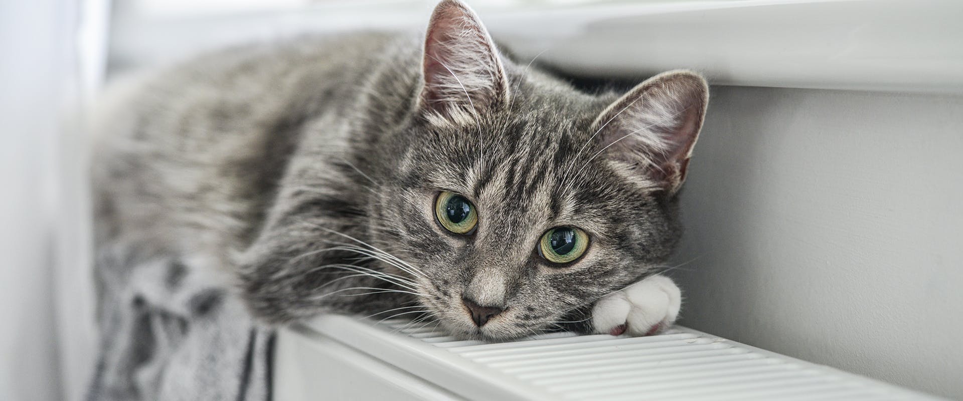 A gray tabby cat sitting on a radiator 
