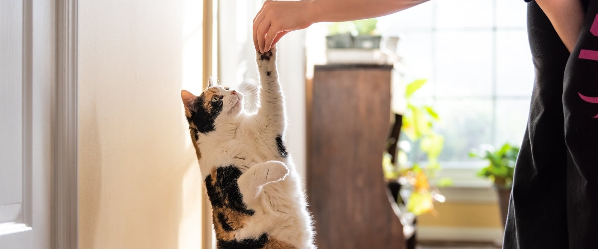 A cat reaching up to receive a treat from its owner