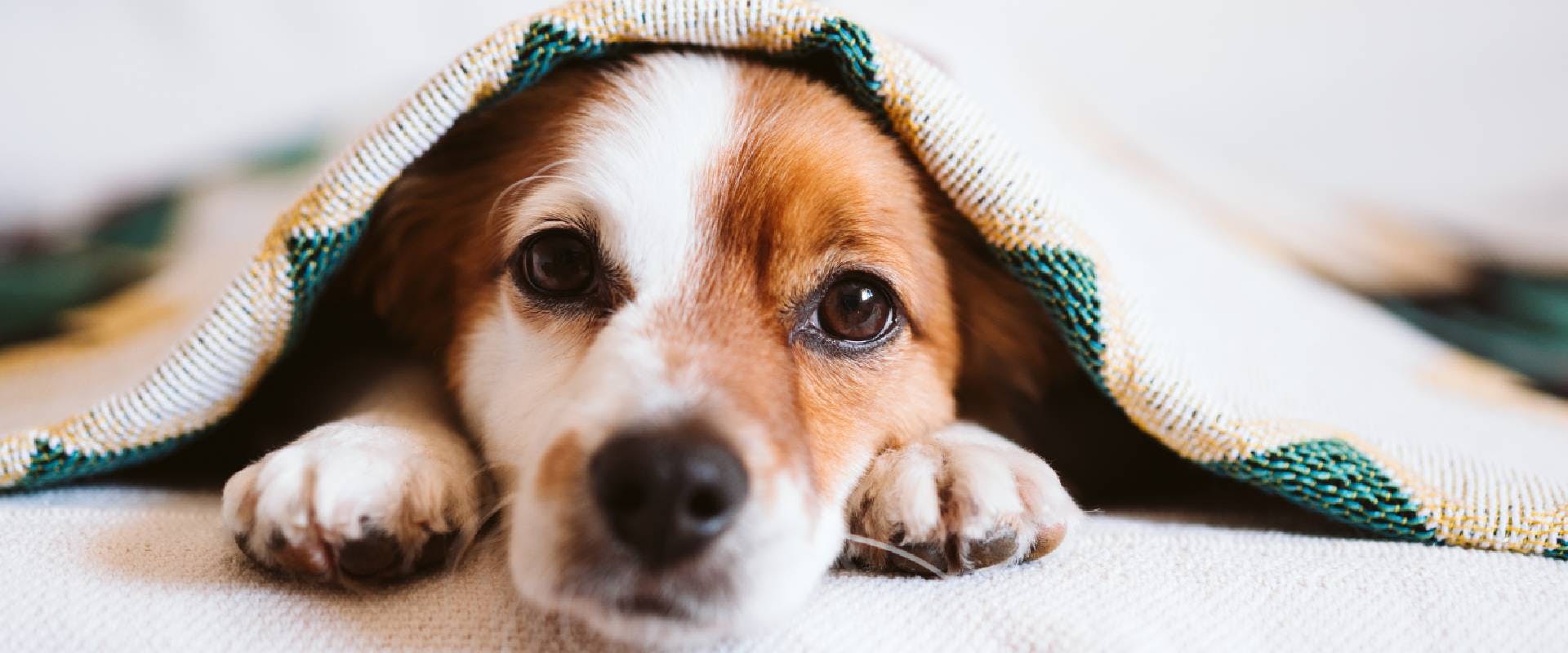 Close-up of a Jack Russell under a blanket