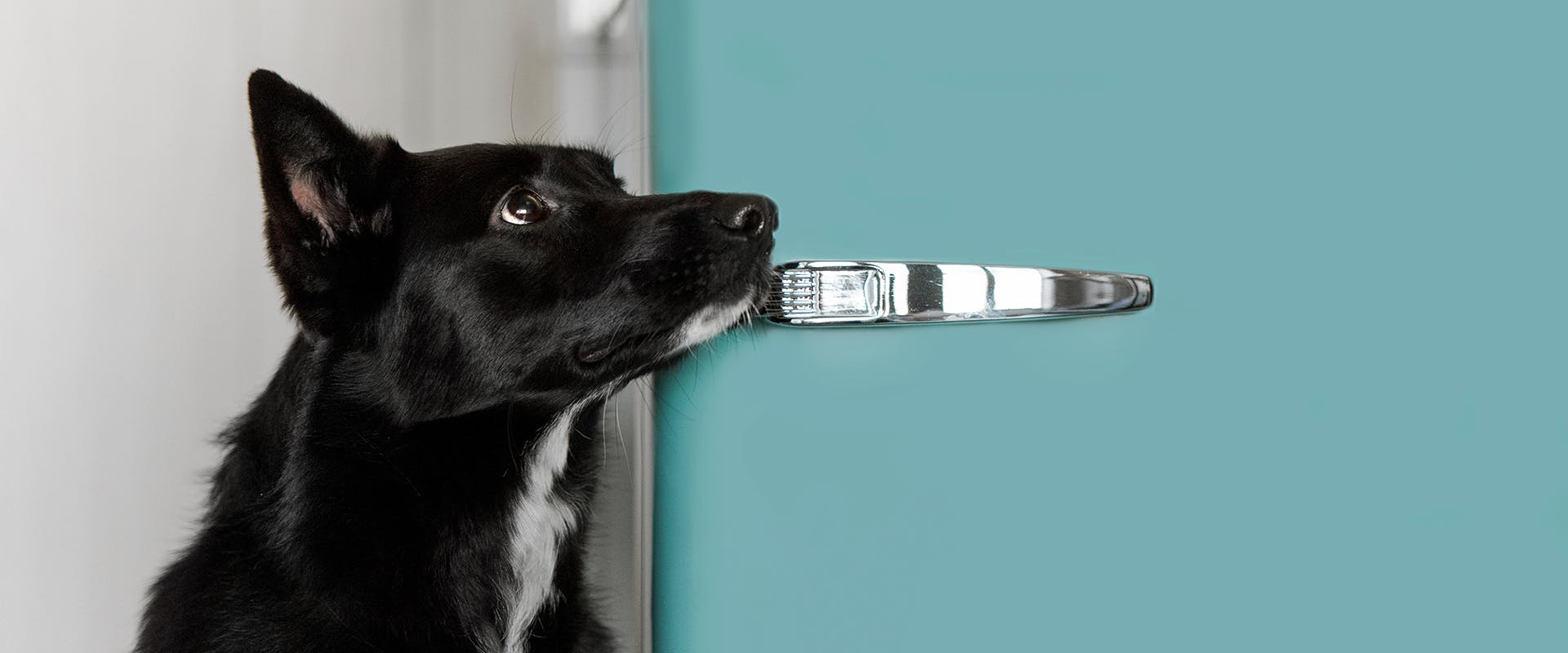 Why Does My Dog Stare At Me While Lying Down