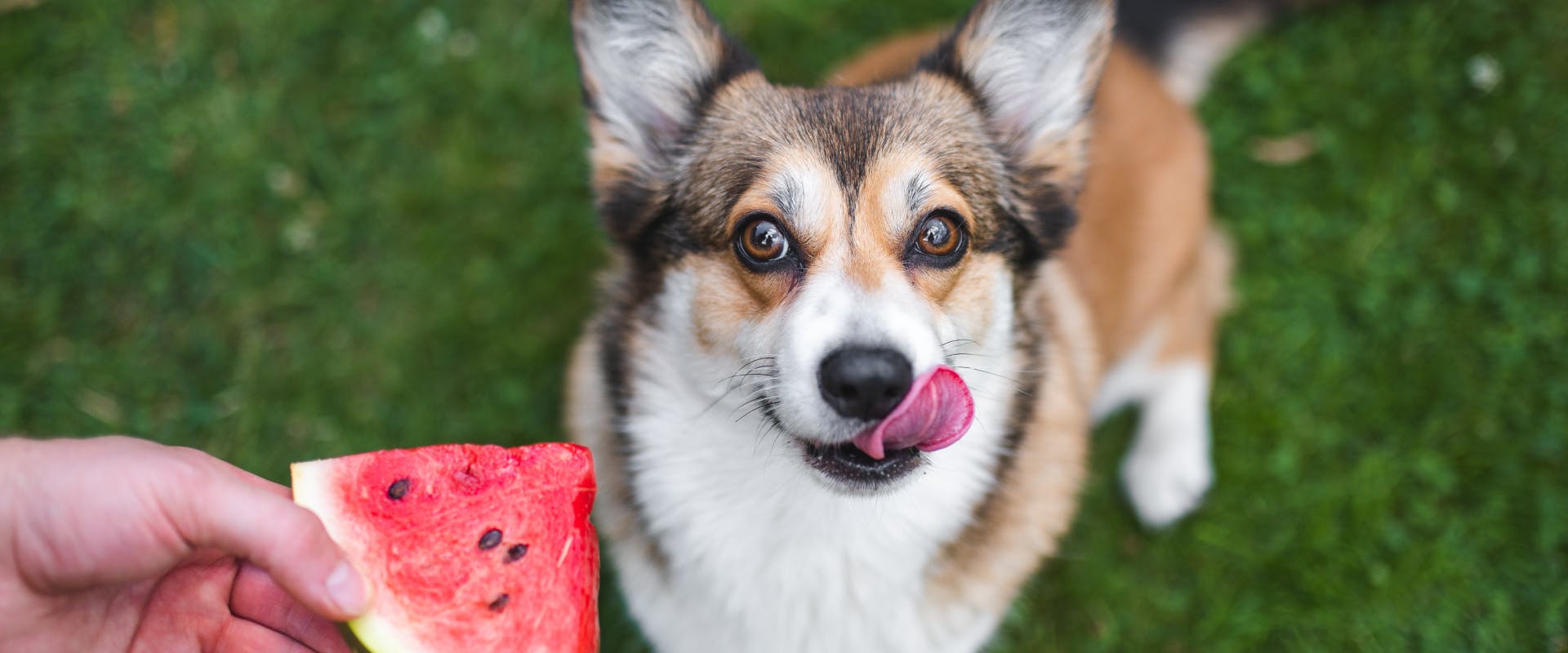 a corgi looking up and licking its lips at a slide of watermelon held by a human's hand