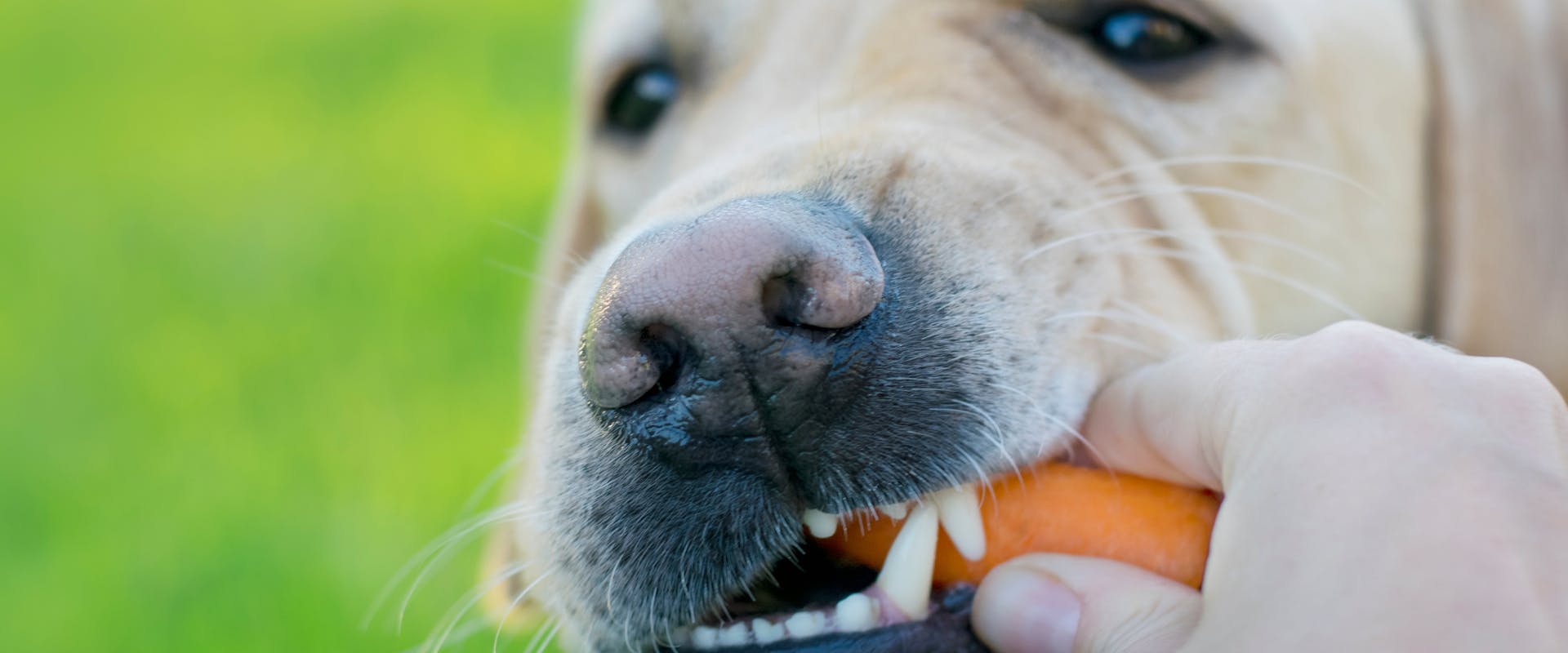 a close up of a labrador biting down on a carrot held by a human hand