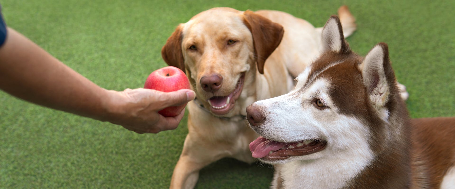 a labrador and a husky lying on fake grass looking at an apple being held out by a human hand