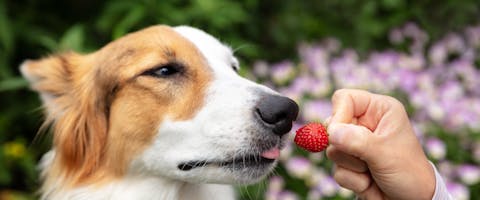 a white and brown collie dog slightly sticking its tongue out to taste a tiny strawberry