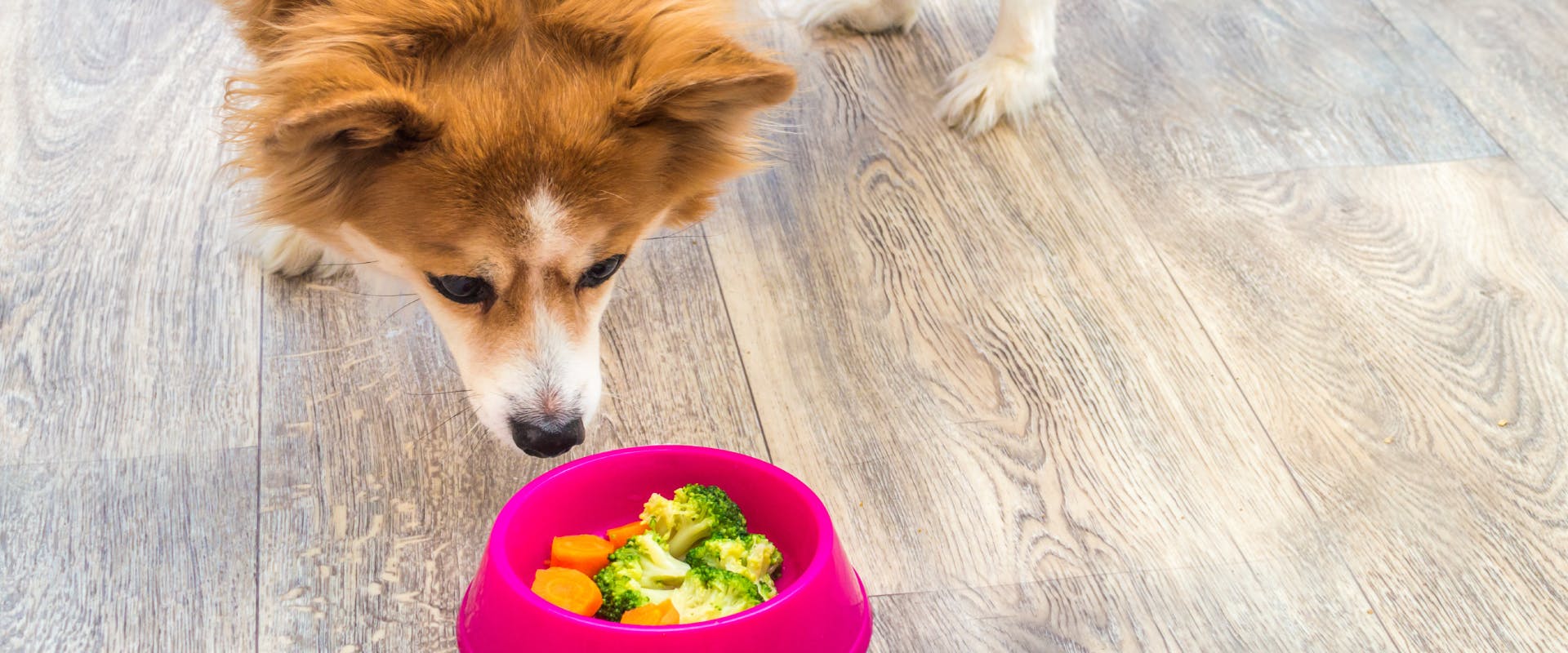 a long haired corgi sniffing a pink dog bowl with carrots and broccoli inside