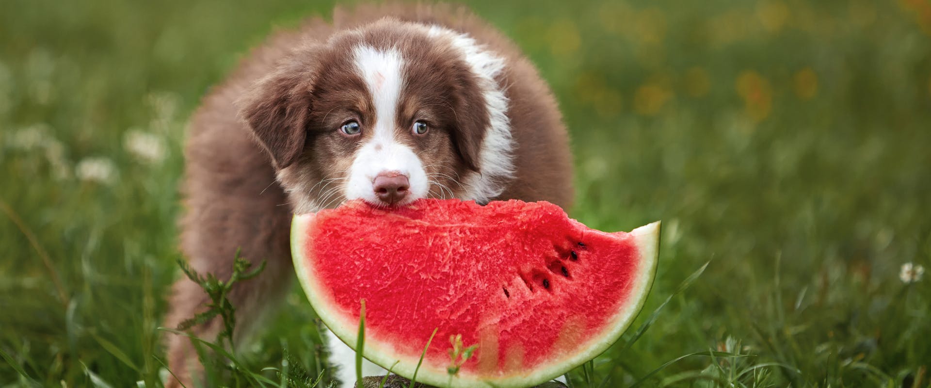 a australian shepherd puppy nibbling on a watermelon slice