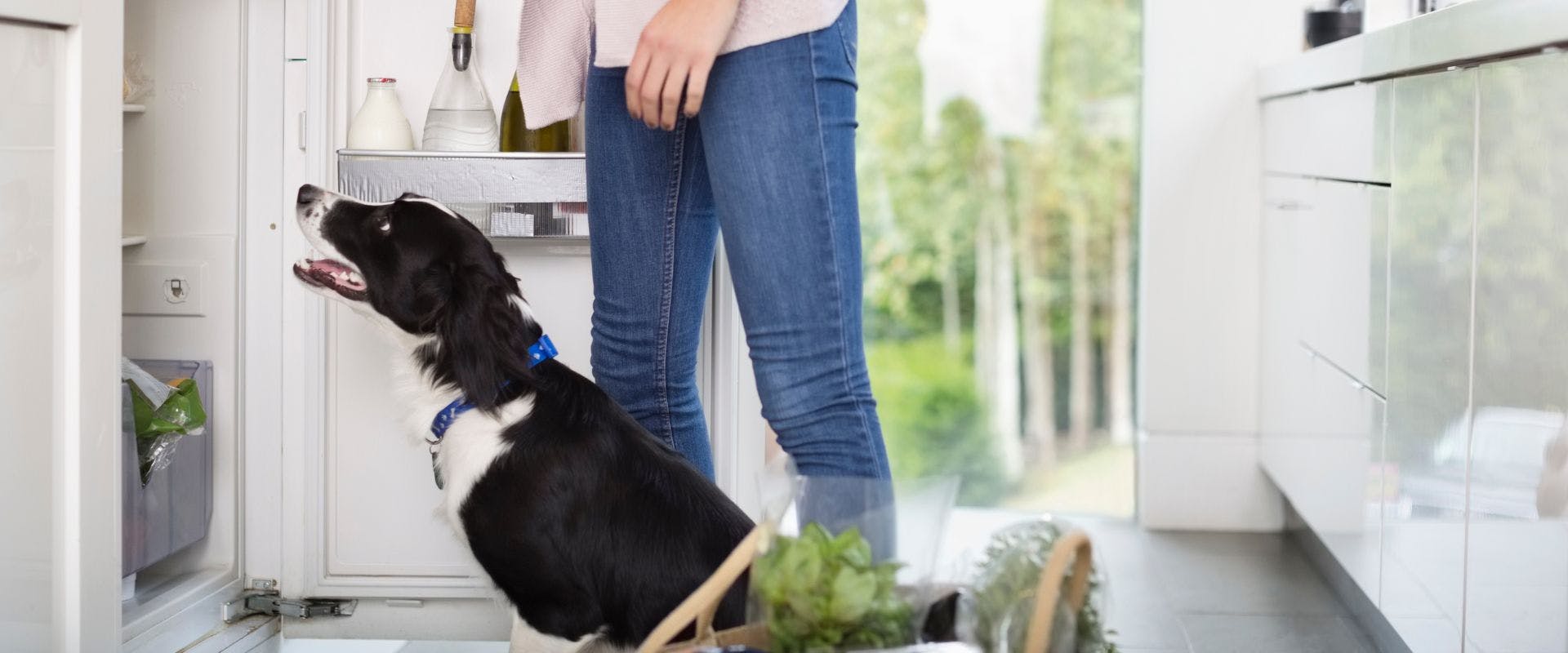 Border Collie dog waiting at the fridge with owner