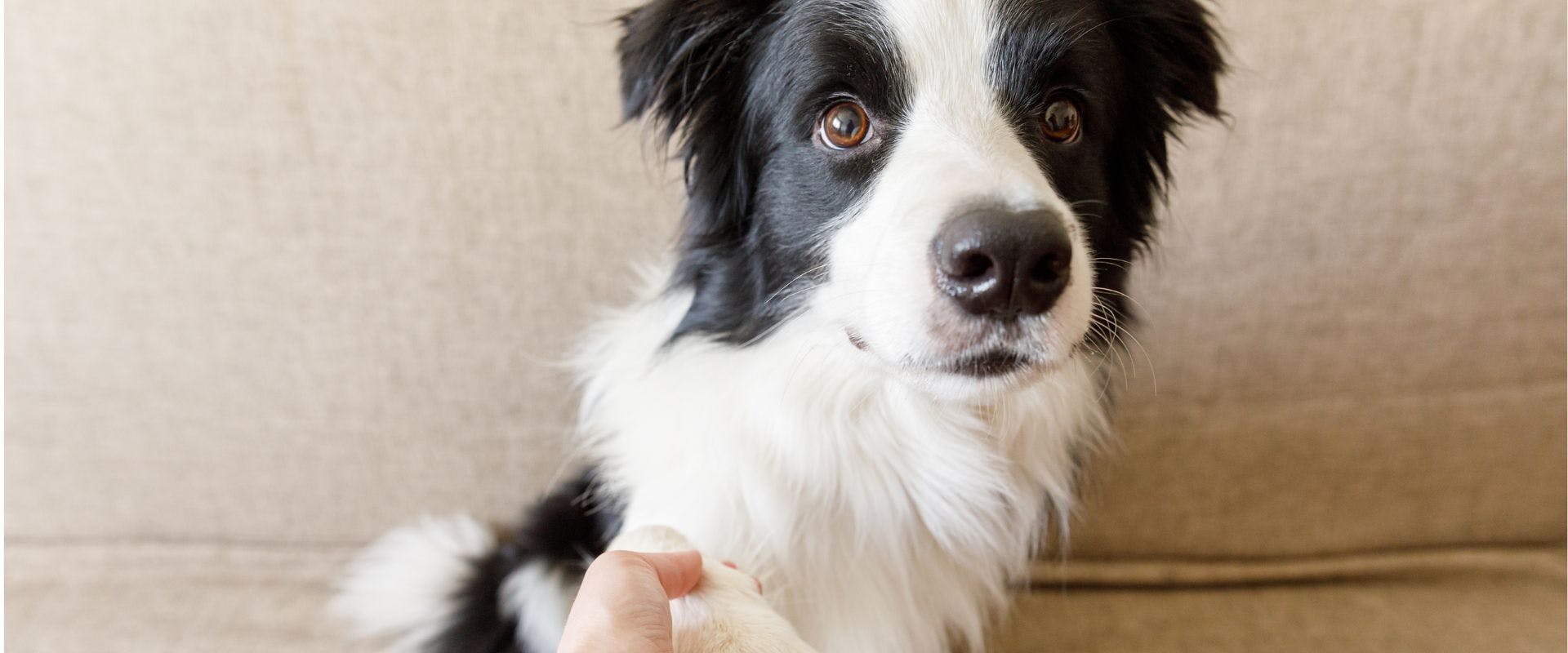 Border Collie doing paw trick