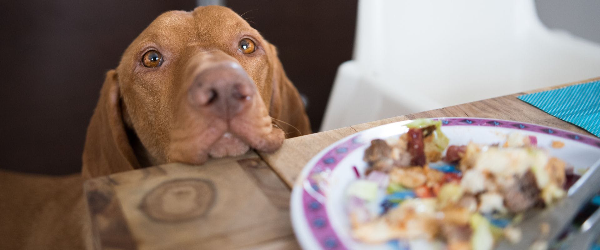 Vizsla dog waiting to be fed from the table