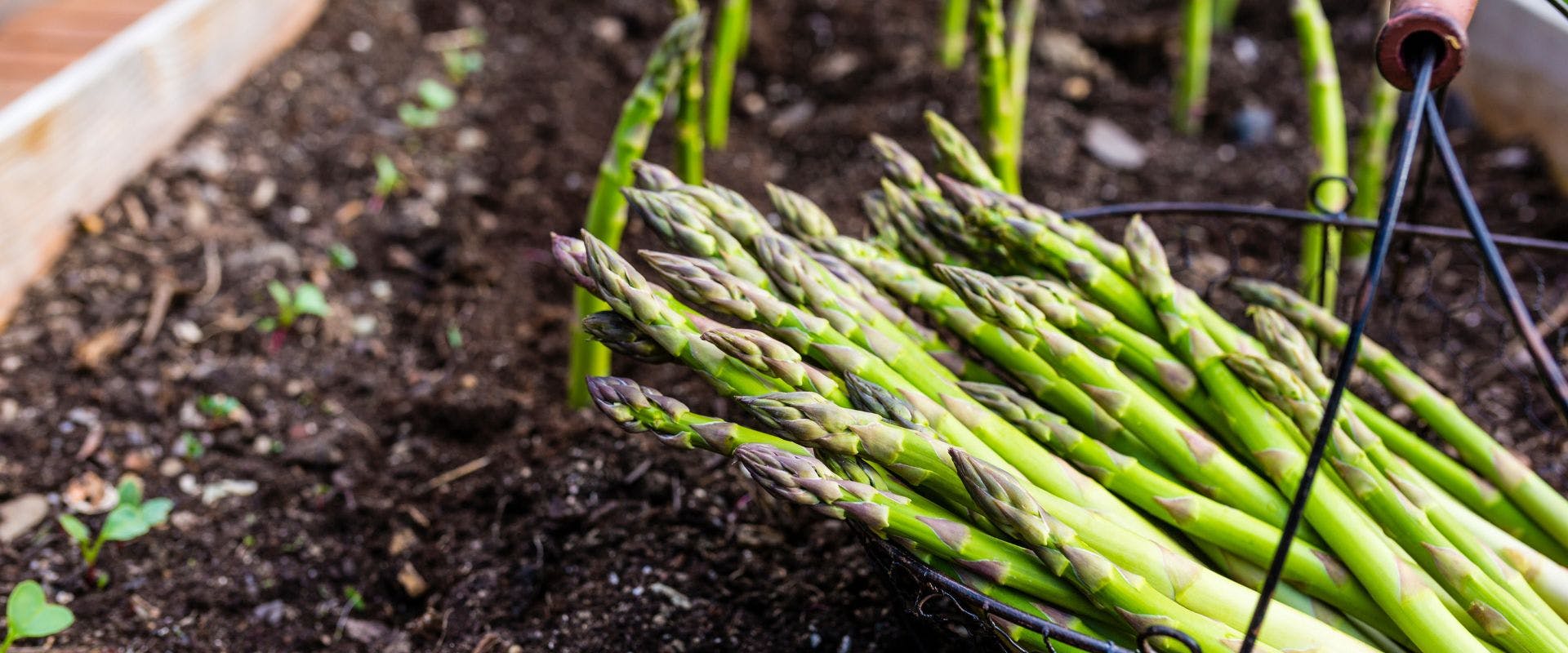 Asparagus in a basket on a bed of soil