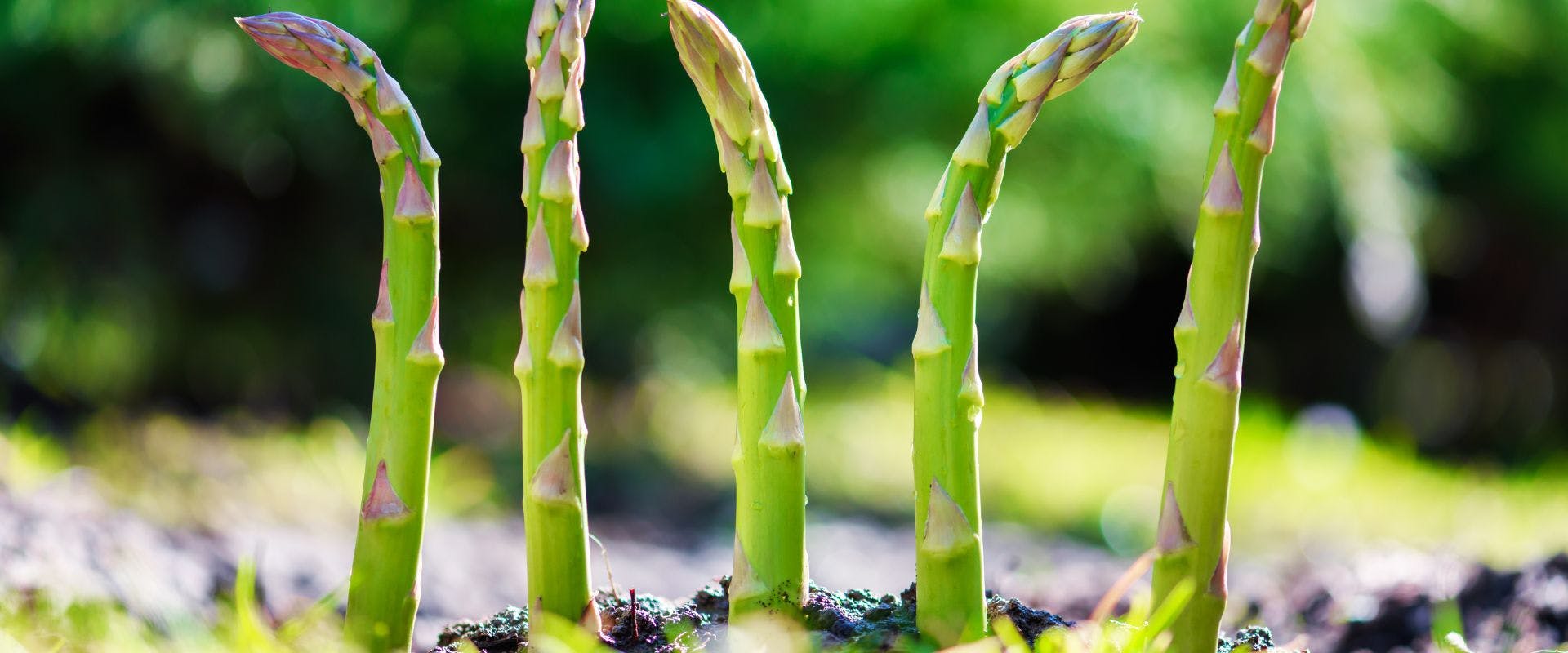 Five asparagus stems growing