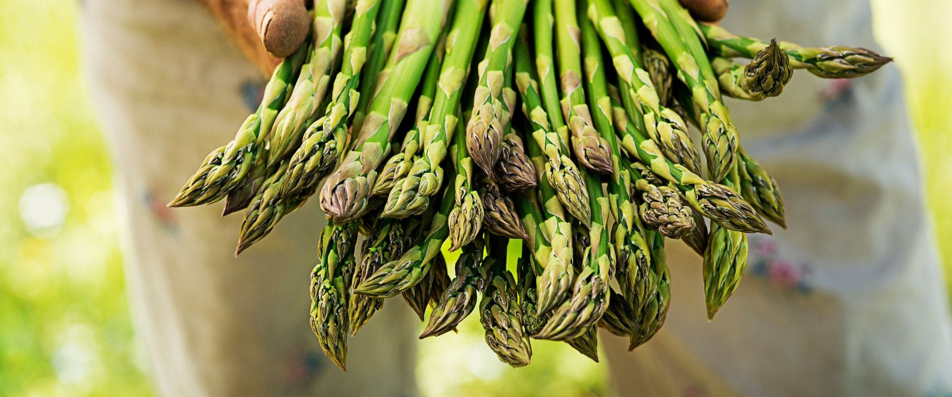 A bunch of asparagus being held