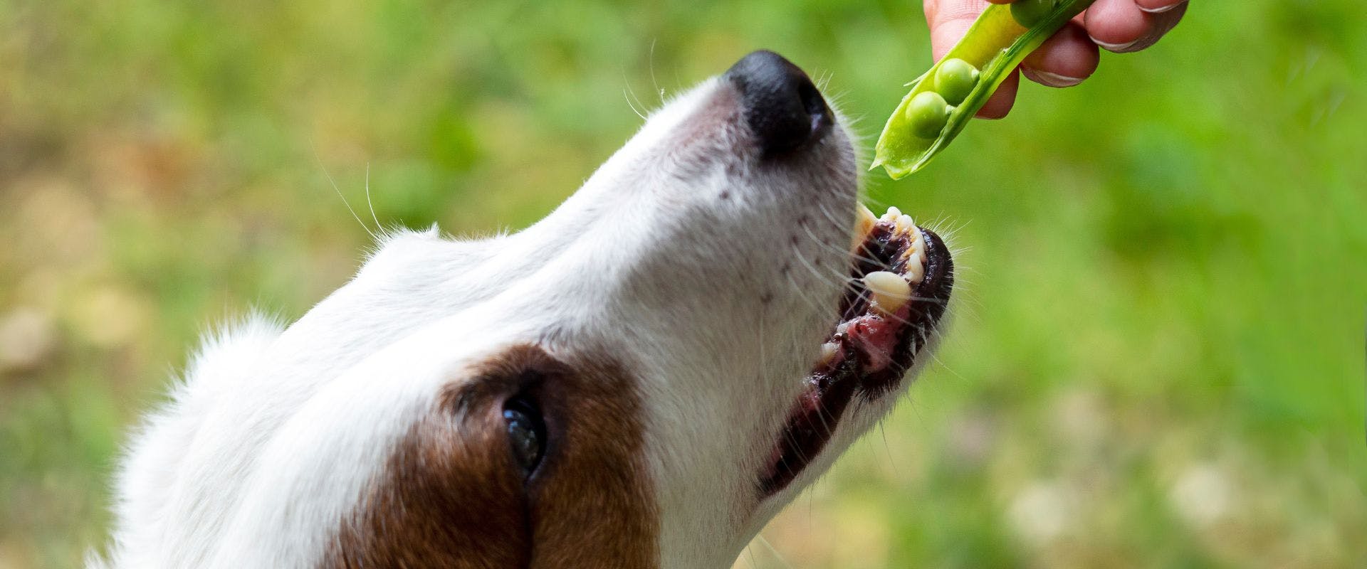 Jack Russell dog eating peas from a pod