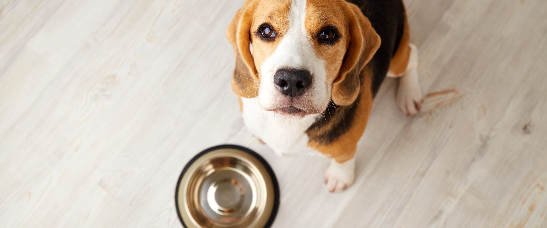 Beagle dog waiting for food with metal bowl