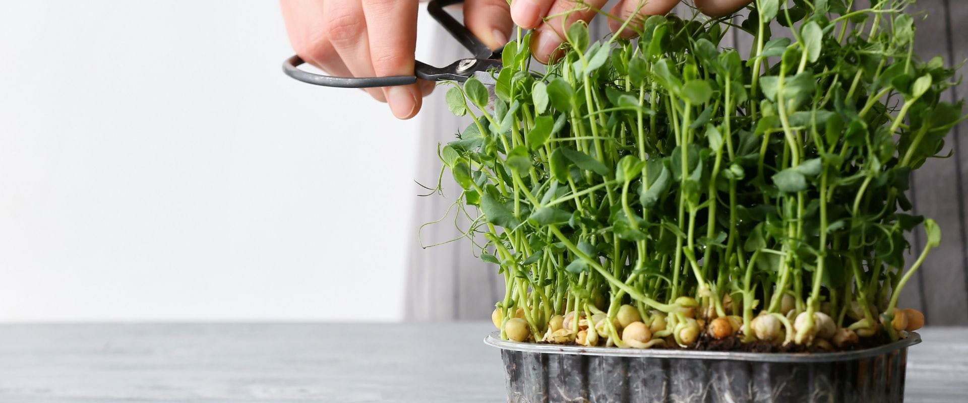 Pea shoots being trimmed from plant