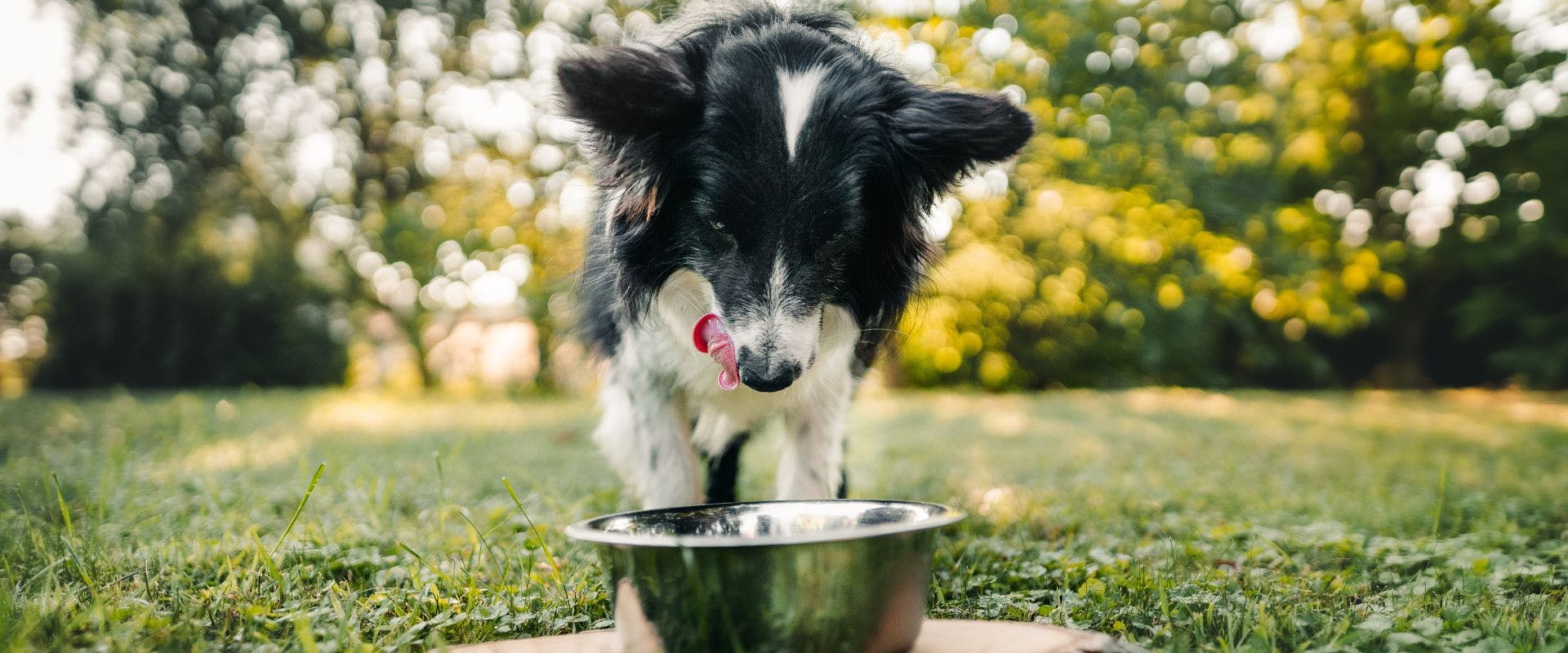 Border Collie dog eating from a metal bowl in a garden