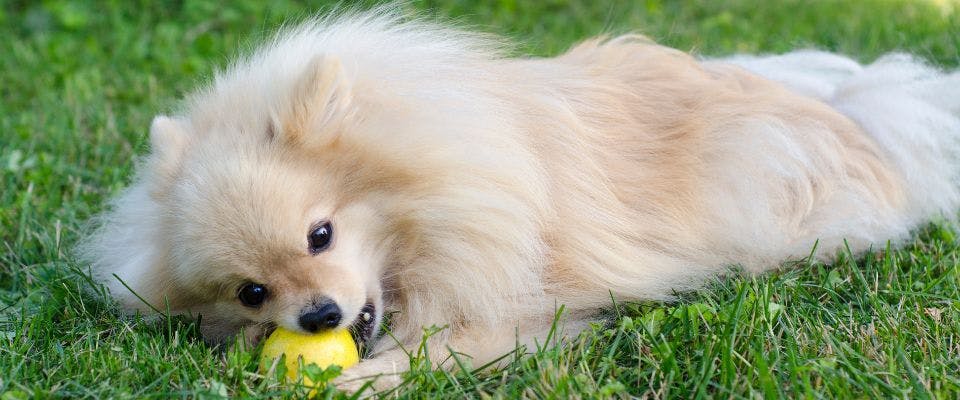 Small fluffy cream-colored dog eating pear