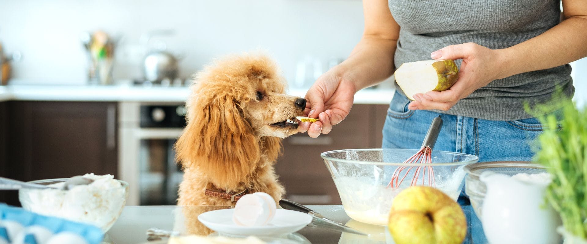 Poodle being fed a slice of pair in kitchen