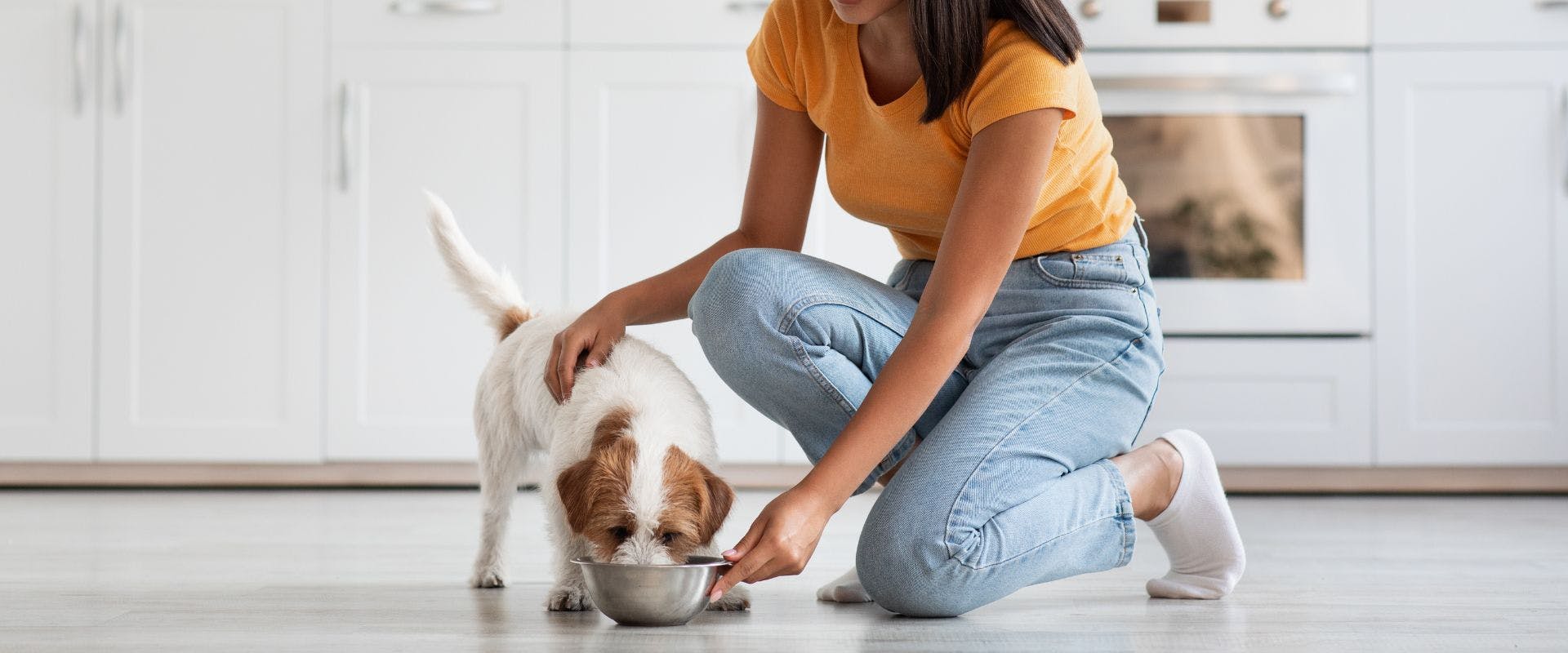 Person feeding Jack Russell from metal bowl