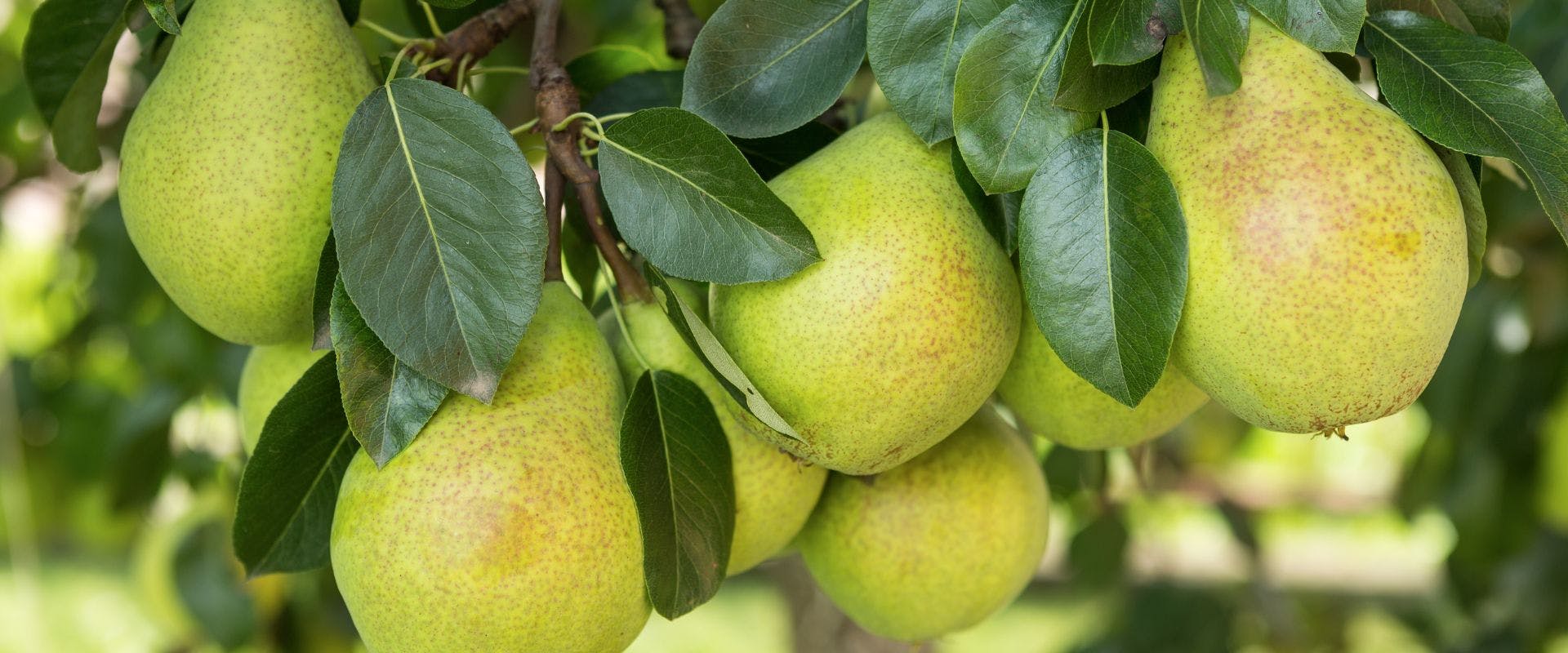 Pears growing from tree