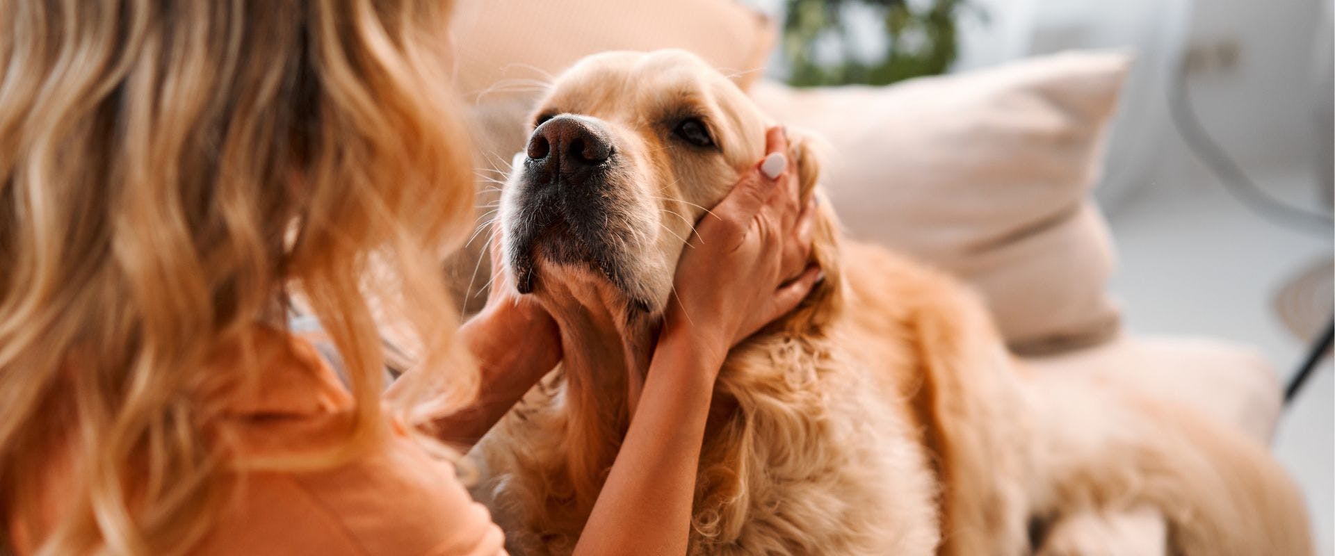 Golden Retriever being stroked at home