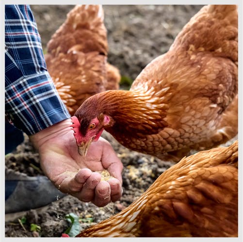 A chicken being hand fed