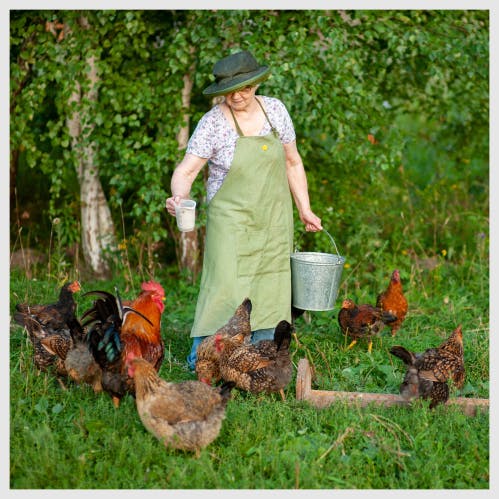Chickens being fed by a sitter
