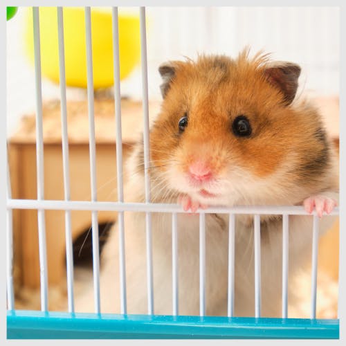A small animal in a cage