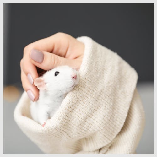 A small animal playing in a sleeve