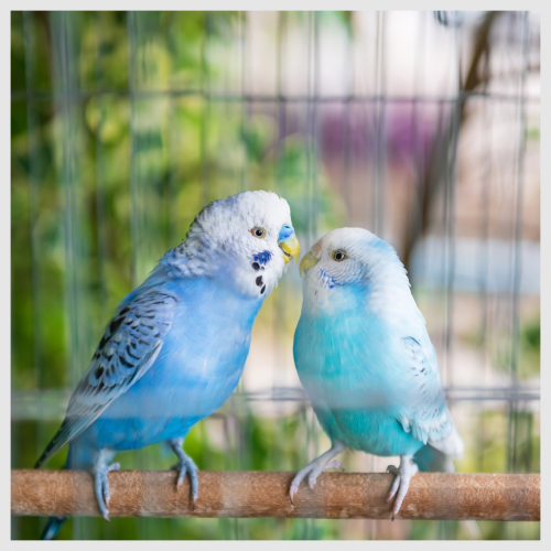 Parrot sitter near hot sale me