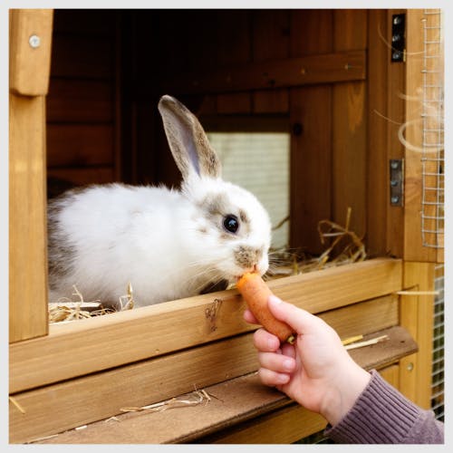 A rabbit being fed a carrot