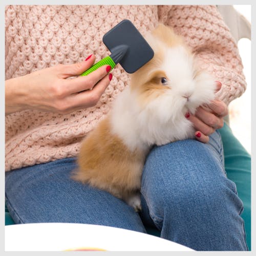 A rabbit being brushed by a sitter