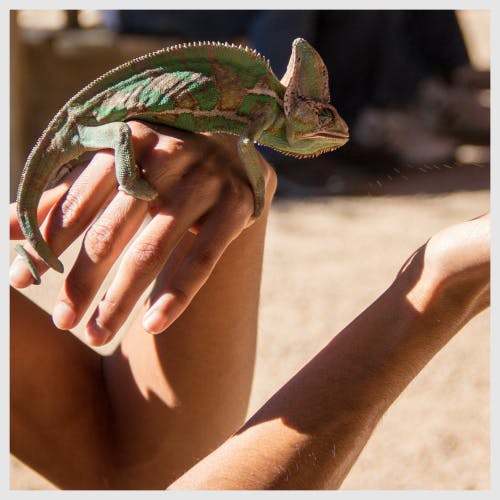 A lizard perched on a woman's hands